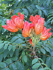 African tulip