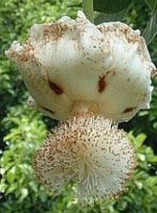 Baobab flower