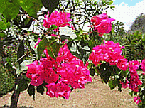 Bougainvillea