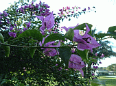 Bouganvillea