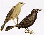 Carib Grackle