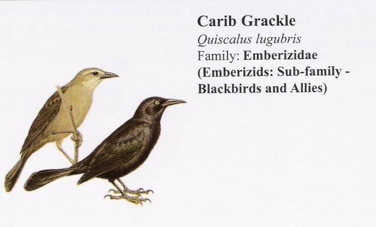 Carib Grackle