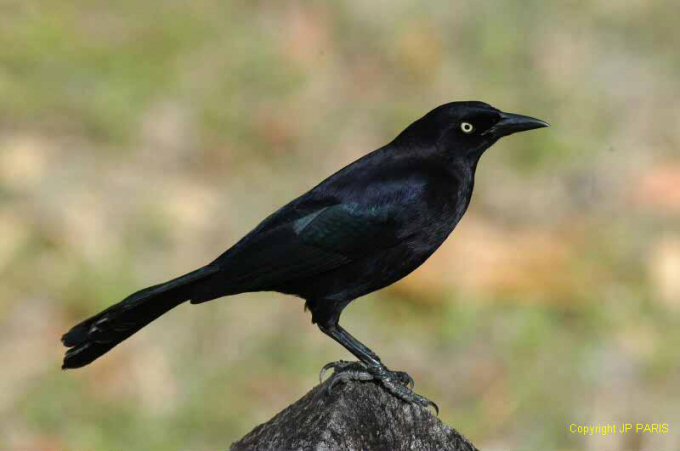 Carib Grackle