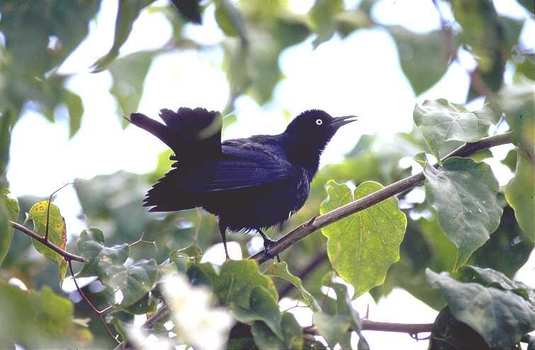 Carib Grackle