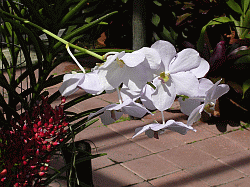 orchids