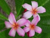 Frangipani