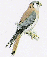 American Kestrel