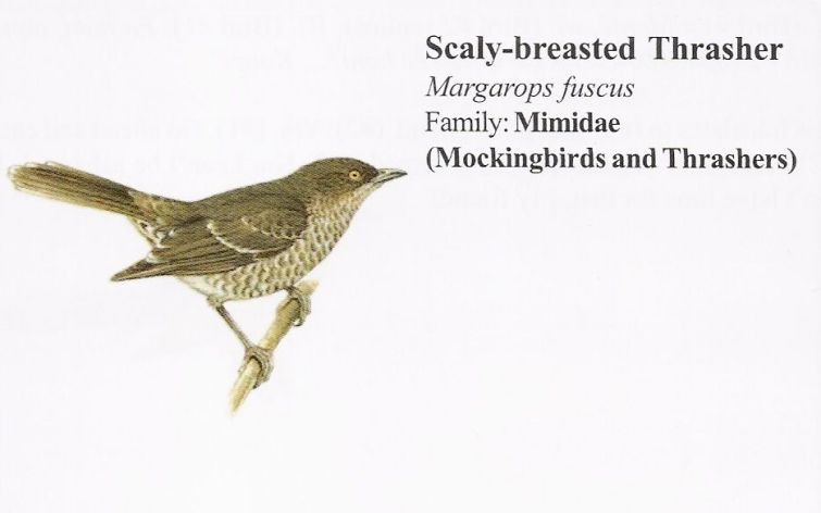 Scaly-breasted Thrasher