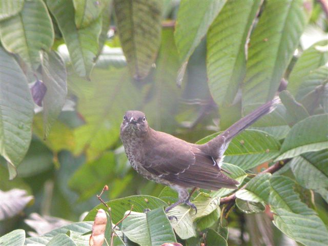 Scaly-breasted Thrasher