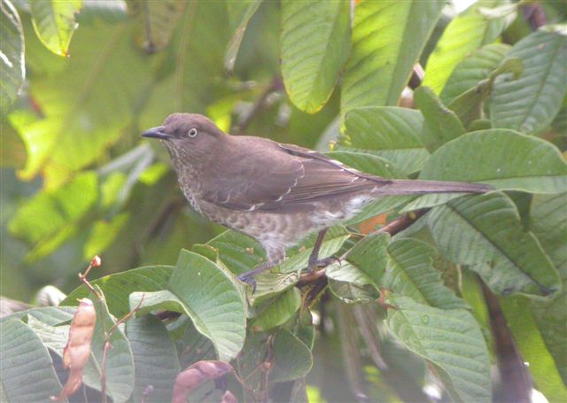 Scaly-breasted Thrasher