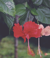 Hibiscus