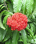 Ixora