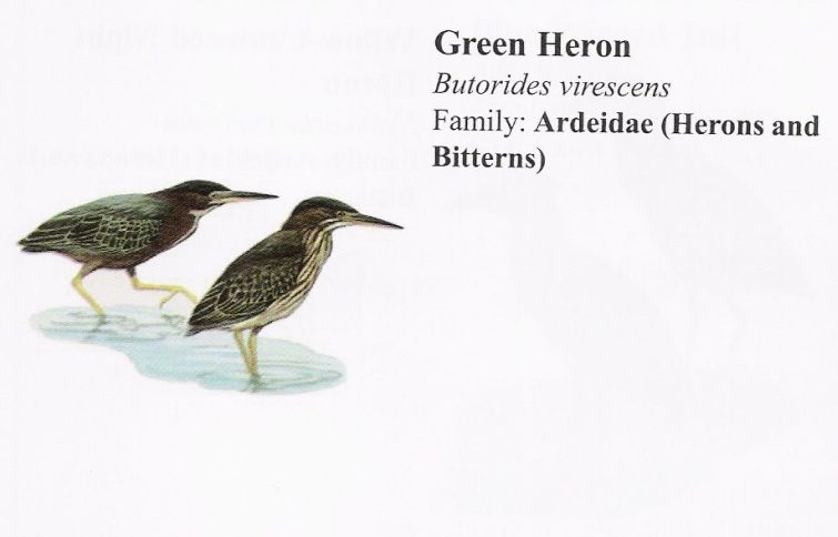 Green Heron