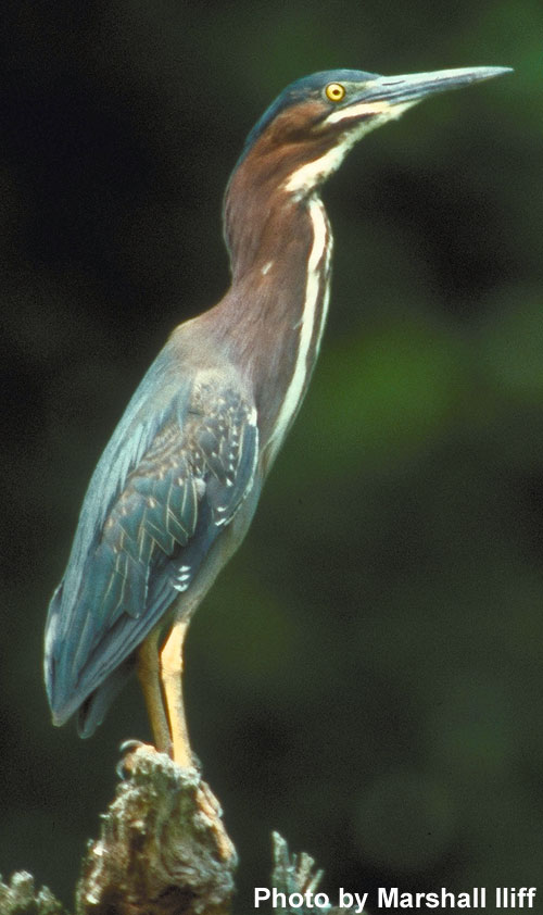 Green Heron