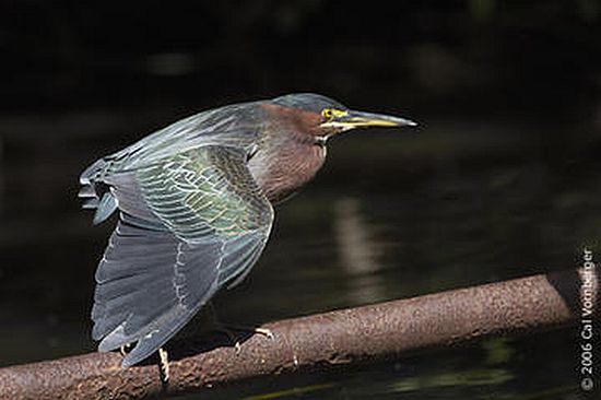 Green Heron