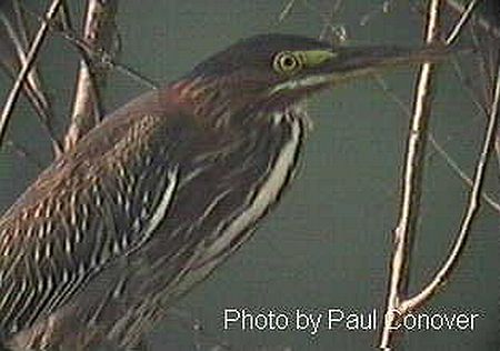 Green Heron