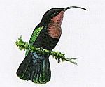 Purple-throated Carib