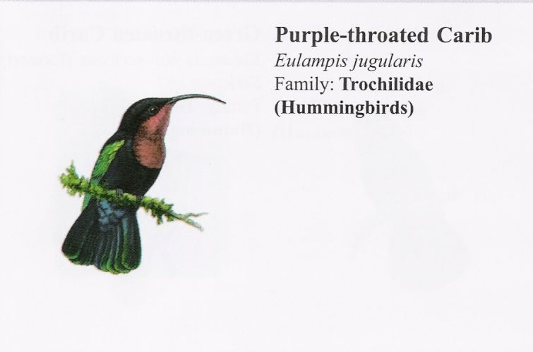 Purple-throated Carib