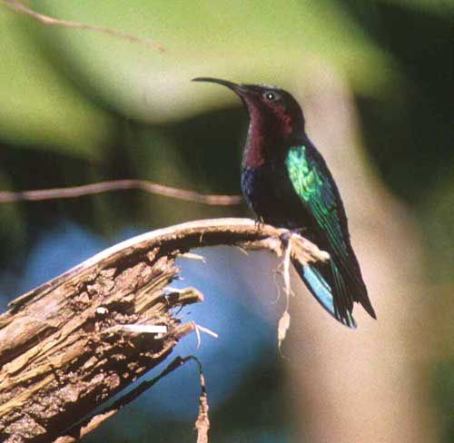 Purple-throated Carib