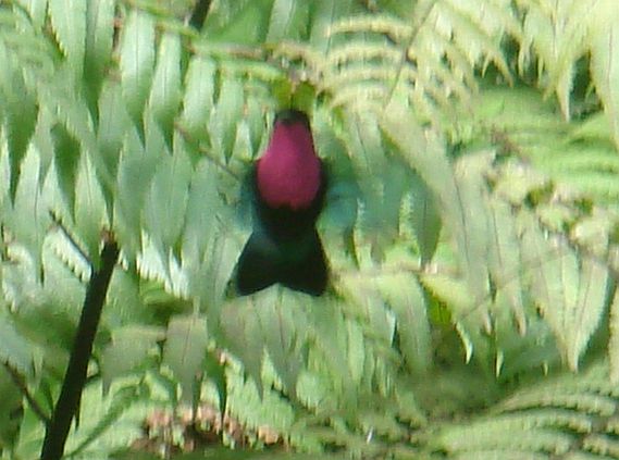 Purple-throated Carib