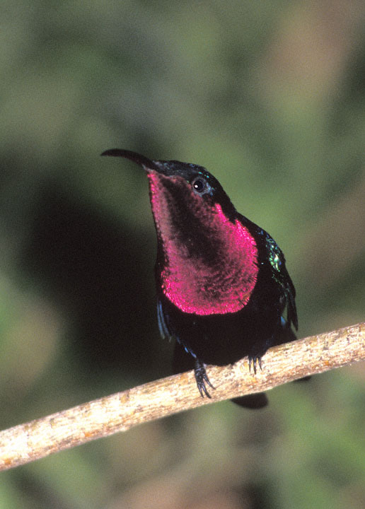 Purple-throated Carib