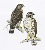 Broad-winged Hawk