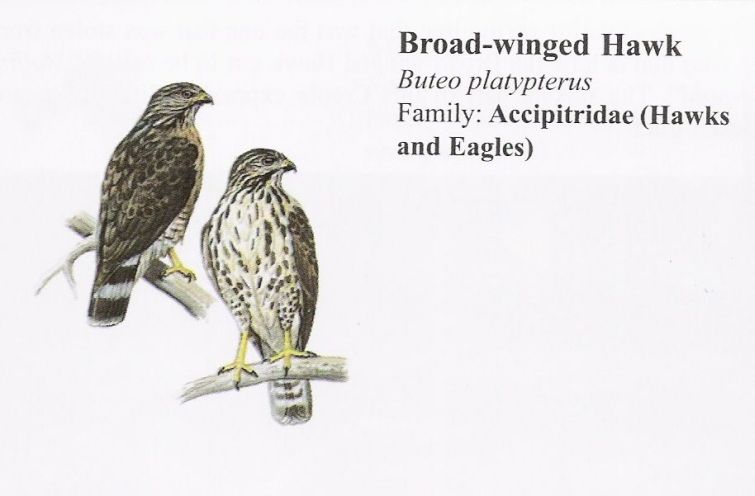 Broad-winged Hawk