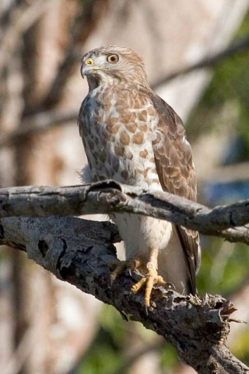 Broad-winged Hawk