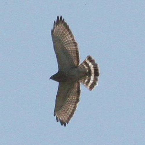 Broad-winged Hawk