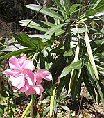 Oleander