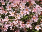 Oleander