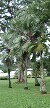 Palm Grove