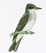 Gray Kingbird