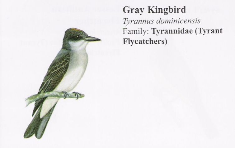 Gray Kingbird