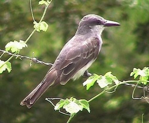 Gray Kingbird