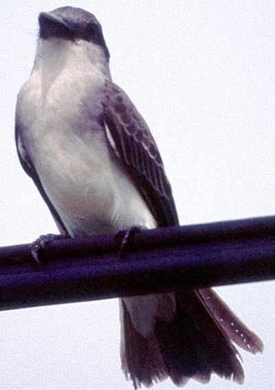 Gray Kingbird