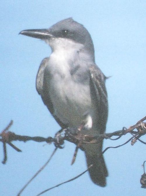 Gray Kingbird