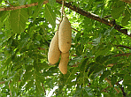 Sausage Tree