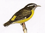 Bananaquit