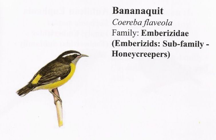 Bananaquit