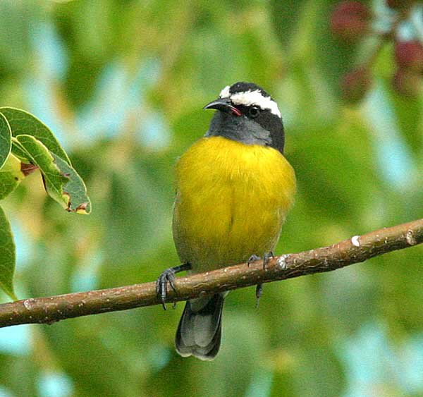 Bananaquit