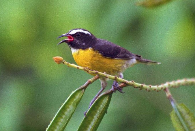 Bananaquit