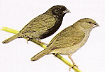 Black-faced Grassquit