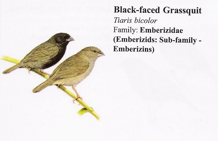 Black-faced Grassquit