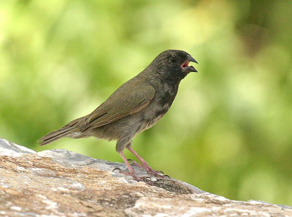 Black-faced Grassquit