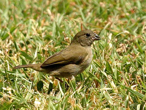 Black-faced Grassquit