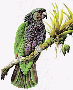 Imperial Parrot