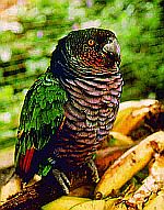 Sisserou parrot (amazonia imperialis) 