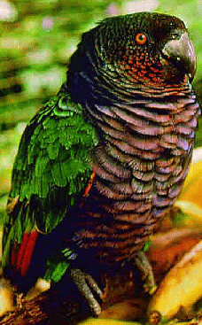 Sisserou Parot, National Bird of Dominica