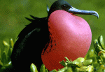 Frigate Bird (male)